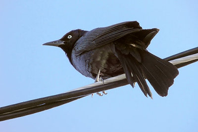 Bird On A Wire DSCF0200