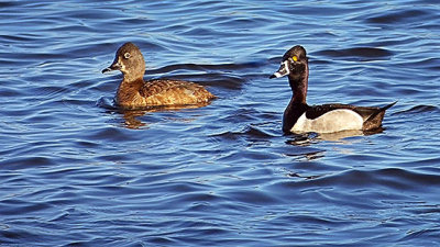 Ring-necked Ducks DSCF0192
