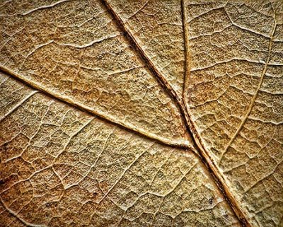 Oak Leaf Closeup DSCF00344