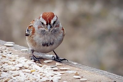 Sparrow On A Feeding Table DSCF00236