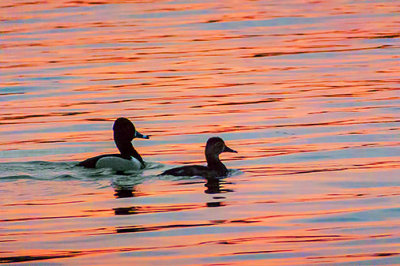 Ducks At Sunrise DSCF00389
