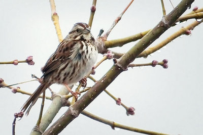 Sparrow In A Tree DSCF00473