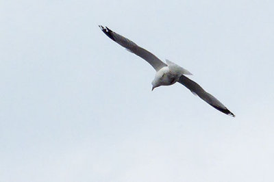 Gull In Flight DSCF00774