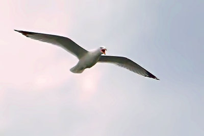 Gull In Flight DSCF00764