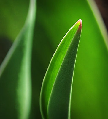 Backlit Tulip Sprout 20130422