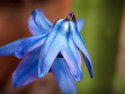 Little Blue Flower 20130427