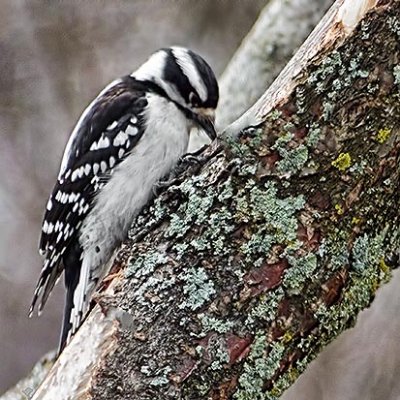 Woodpecker On A Mossy Tree DSCF01262