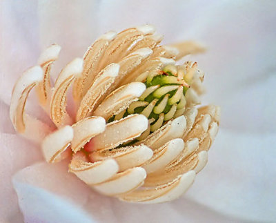 Spring Blossom Macro DSCF01570-82