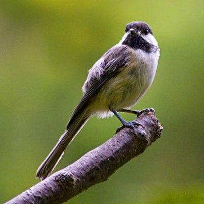 Chickadee 20060820