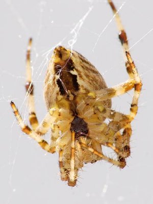 Cross Orbweaver Spider - Underside