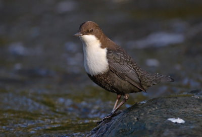 DS2_8744.jpg