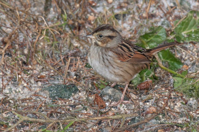 Swamp sparrow-3675.jpg