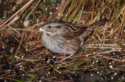 swamp sparrow ii-4139.jpg