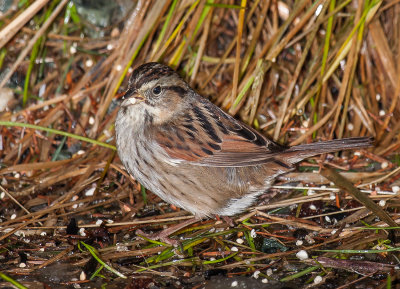 swamp sparrow ii-4138.jpg