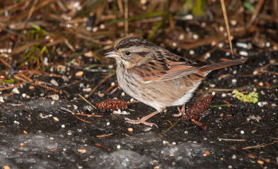 swamp sparrow ii-4134.jpg