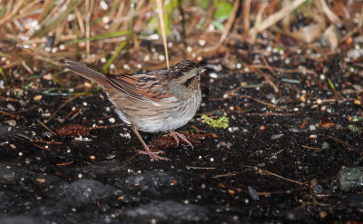 swamp sparrow ii-4133.jpg