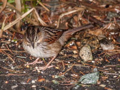 swamp sparrow ii-4132.jpg