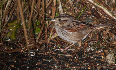 swamp sparrow ii-4130.jpg