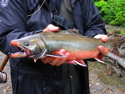 dolly varden trout