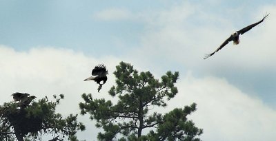 close-up of Three Eagles