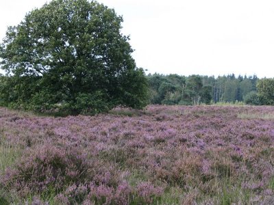 Leenderheide