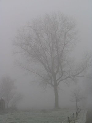 Mist