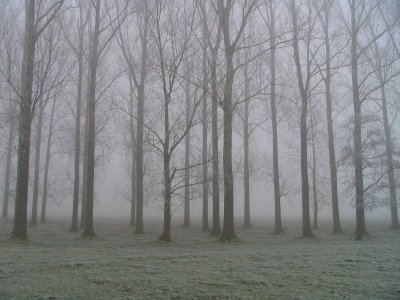 Mist