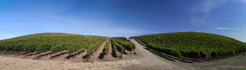 Vineyard Panorama