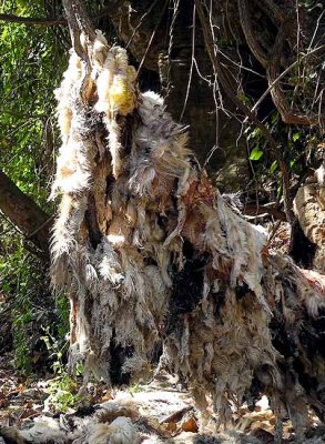 Skins of goats and sheep that have been sacrificed at the sacred catfish shrine at Dafra, Burkina Faso.