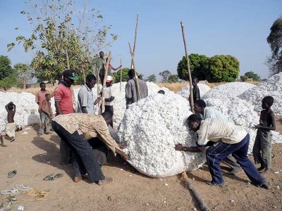 Farmers put their cotton on cloths. Later the cotton will be transported by trucks. Burkina Faso