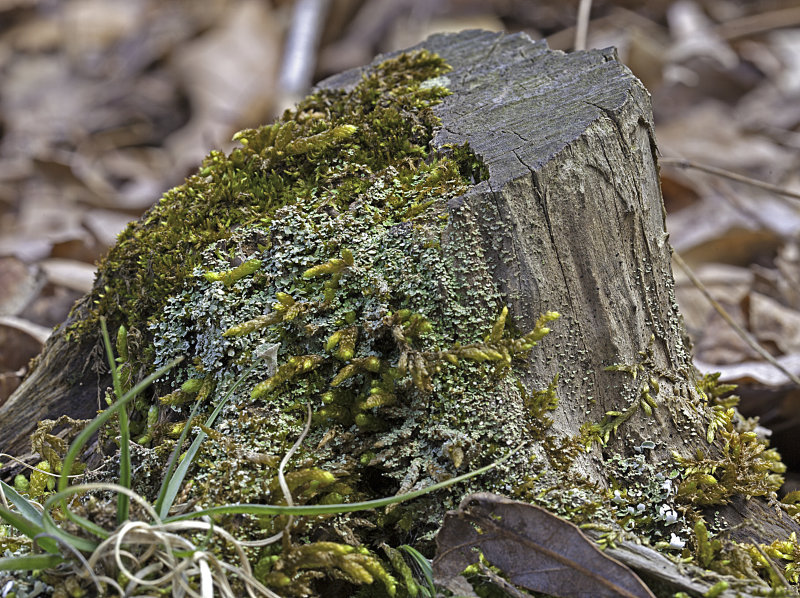 Moss and Lichen