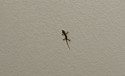 Lizard in the house