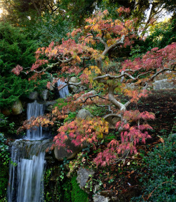 Japanese Maple at Hakone Gardens