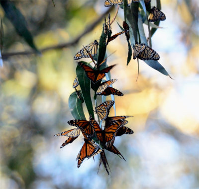 Monarch Butterfly Natural Preserve