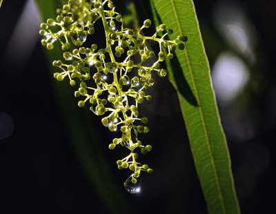 Raindrops