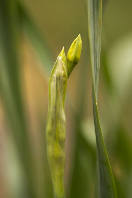 Future Daffodil