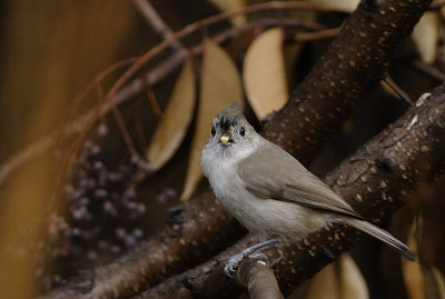 More Seeds Please