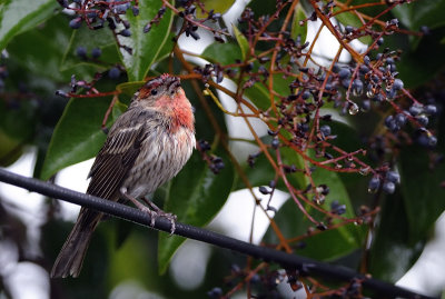 A very soggy Finch