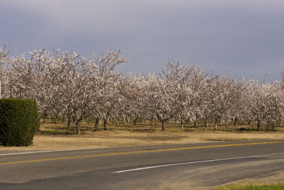 Almond Orchards