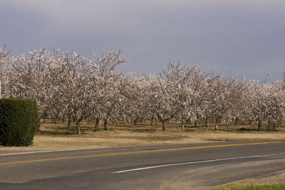 Drive Back - Almond Trees