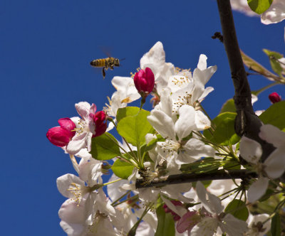 Apple Pollinator