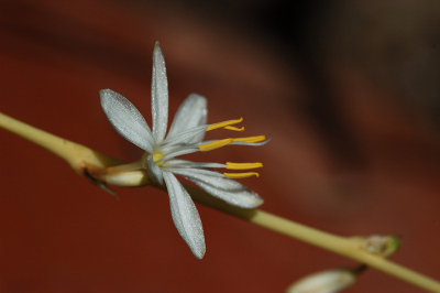 Spider plant flower