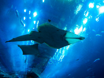 20111115 Dubai Mall - Aquarium 106.jpg