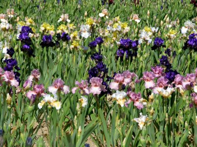Iris Cayeux