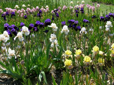 Iris Cayeux