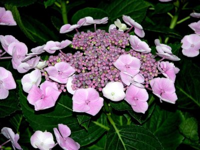 Hortensia