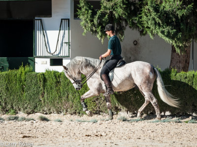 Royal Andalusian School of Equestrian Art