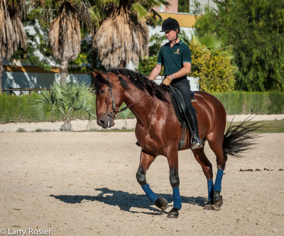 Royal Andalusian School of Equestrian Art