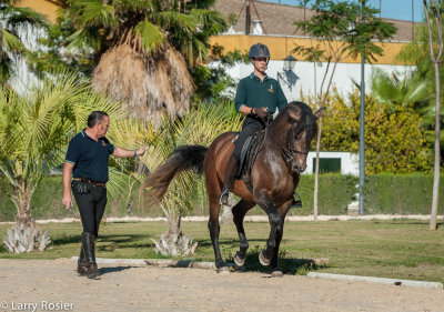 Royal Andalusian School of Equestrian Art