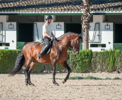 Royal Andalusian School of Equestrian Art